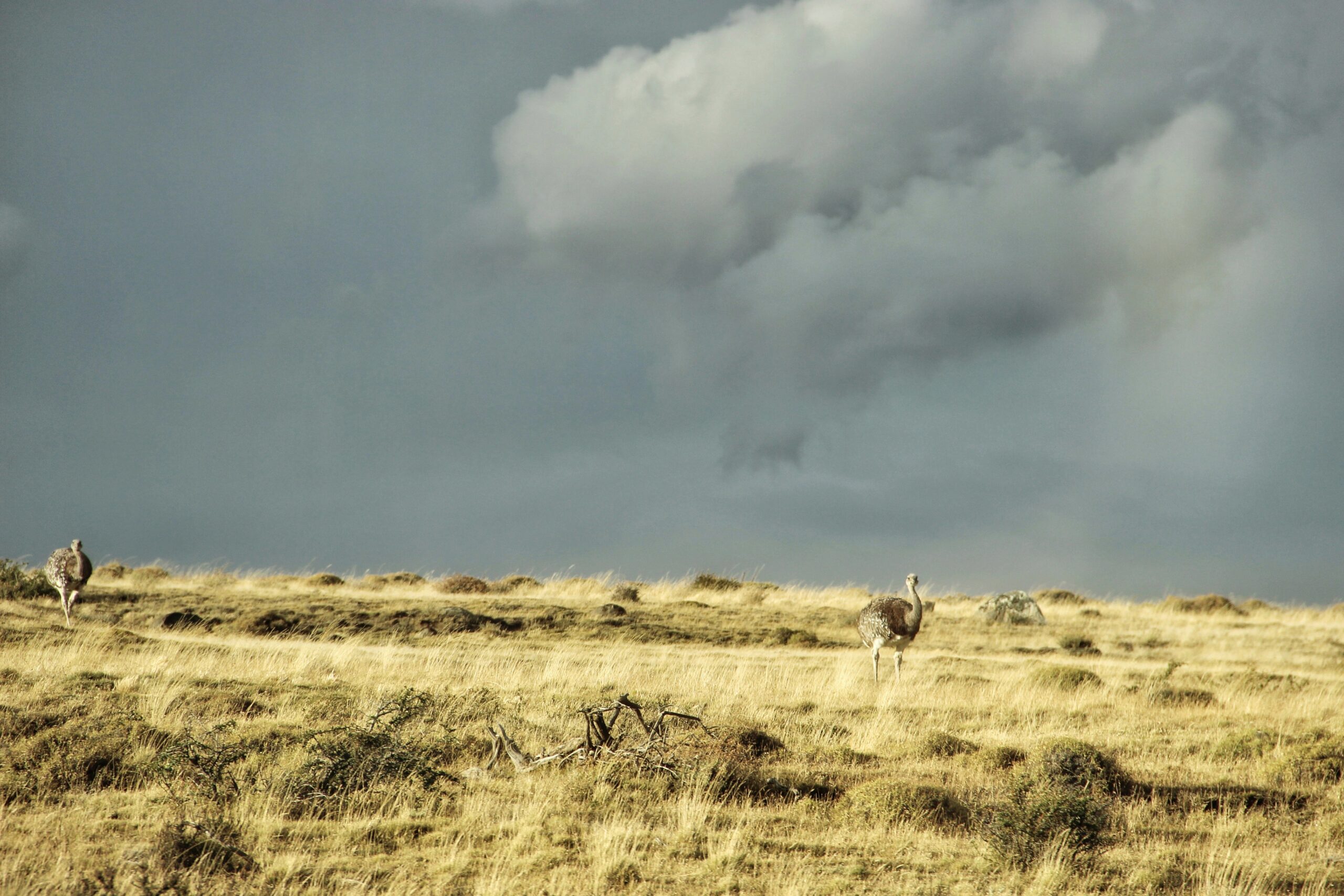 ランクル300系 グレード比較：ZX vs GRスポーツ 買うならどっち？専門家が徹底解説