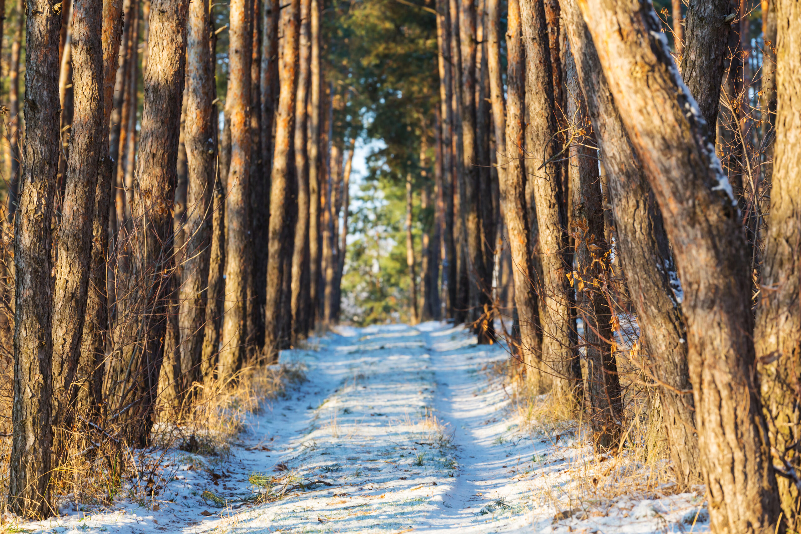 【2025年版】ランクル250リセール崩壊の真実。3年後の買取相場と「損益分岐点」
