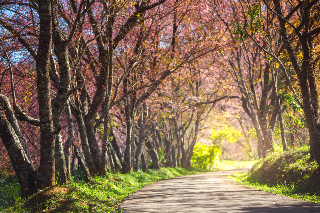 ランクル200系 ナビ交換は無理？純正マルチを最新化する3つの方法