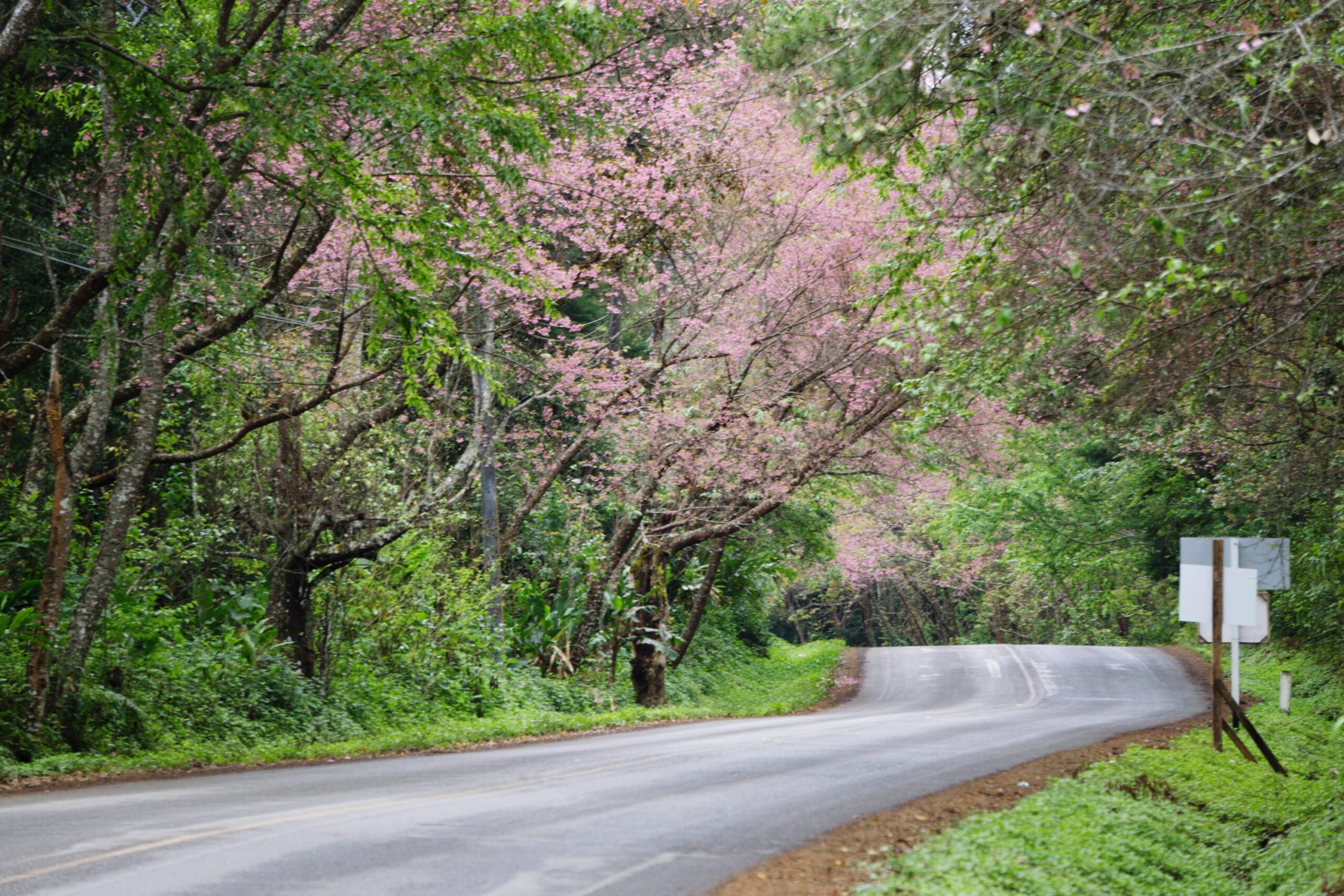 ランクル200系 前期(2007年~)の弱点と「買うなら後期」と言われる理由