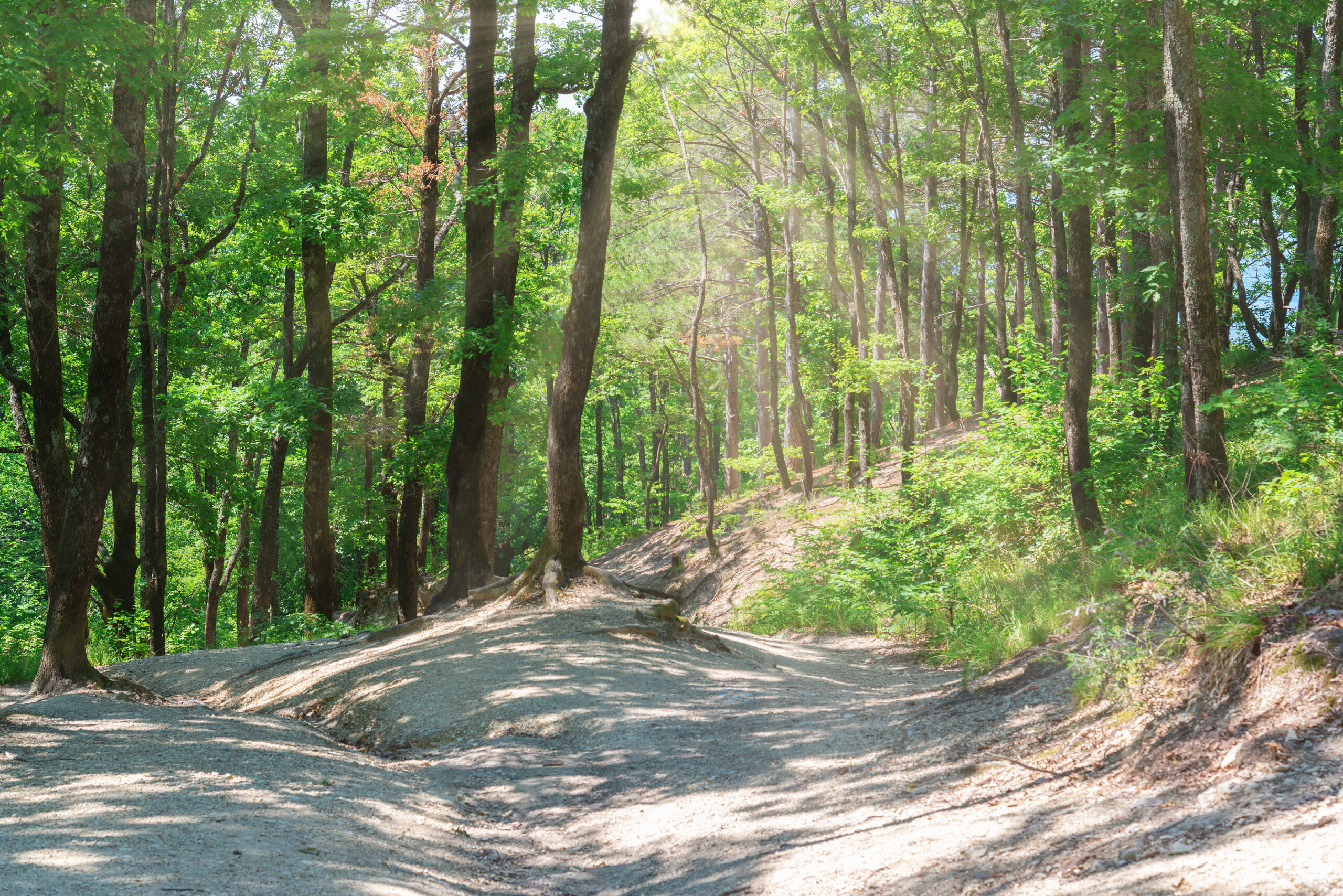 ランドクルーザー300系【完全ガイド】納期・グレード・燃費・カスタムの全て