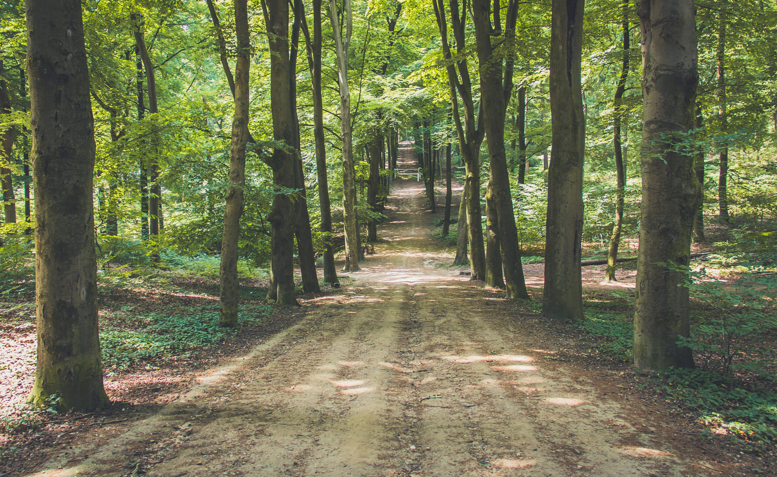 ランクル300系 7人乗り vs 5人乗り:3列目シートの使い勝手と荷室を徹底比較