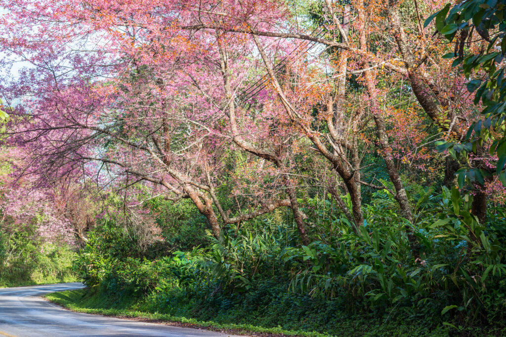 ランクル200系 実燃費【オーナーレポート】街乗り・高速でのリッター何キロ？（4.6L vs 4.7L）