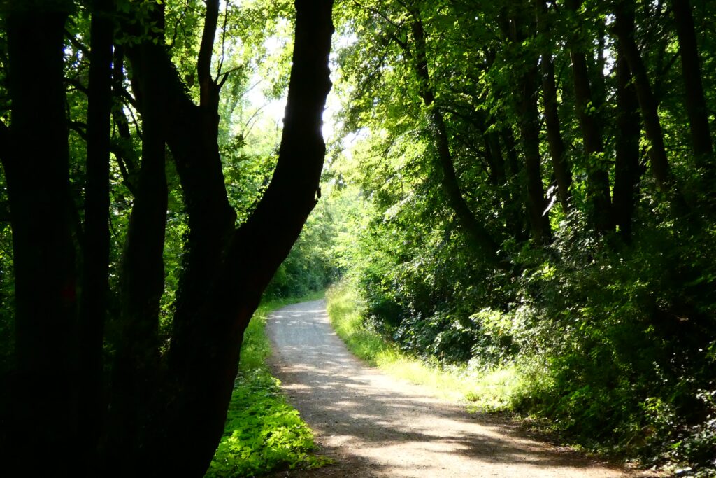 ランドクルーザー200系【完全ガイド】中古の選び方・維持費・カスタムの全て