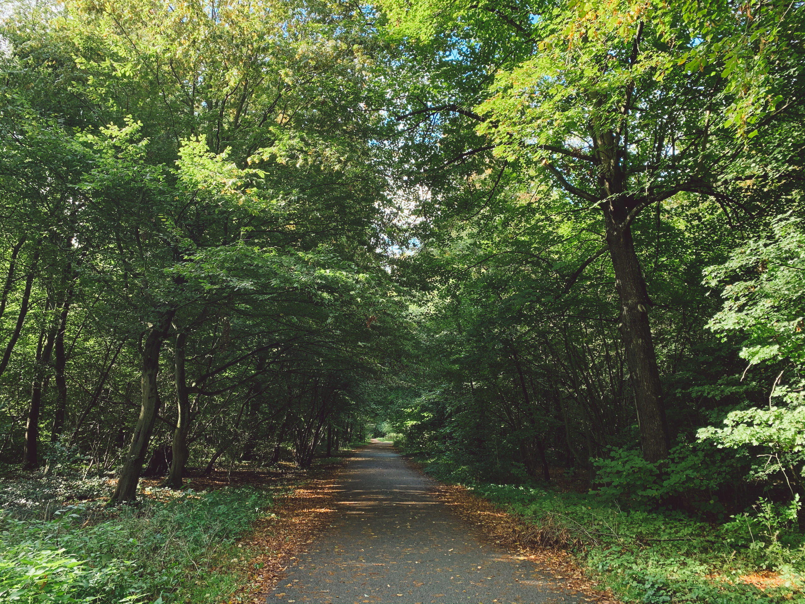 ランクル300系【維持費】年間いくら？ディーゼル/ガソリンの税金・保険・燃費を全解説