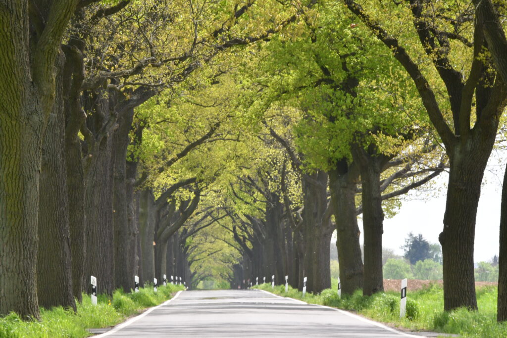 ランクル200系 中期（2011年～）は狙い目か？前期からの変更点と中古価格相場